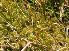 Rhytidiadelphus squarrosus