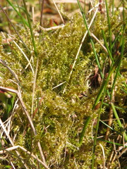 Rhytidiadelphus squarrosus