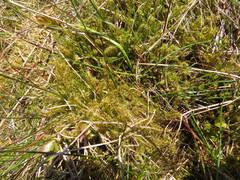 Rhytidiadelphus squarrosus