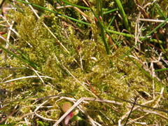 Rhytidiadelphus squarrosus