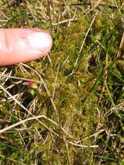 Rhytidiadelphus squarrosus