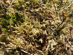 Hypnum cupressiforme