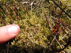 Hypnum cupressiforme