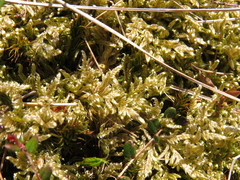 Hypnum cupressiforme