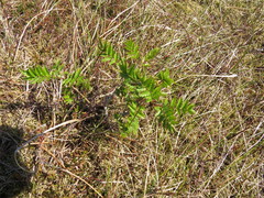 Magnoliopsida