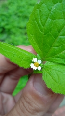 Galinsoga quadriradiata