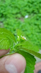 Galinsoga quadriradiata