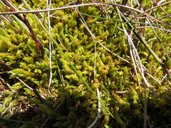 Bryophyta