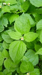 Galinsoga quadriradiata