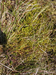 Bryophyta