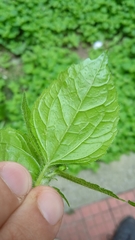 Galinsoga quadriradiata