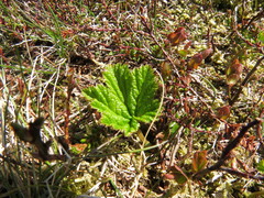 Rubus chamaemorus