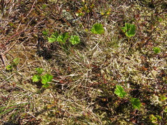 Rubus chamaemorus