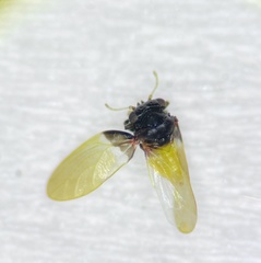 Calophya oweni