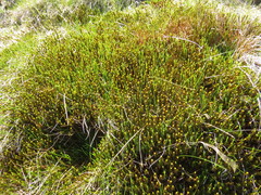 Polytrichum commune