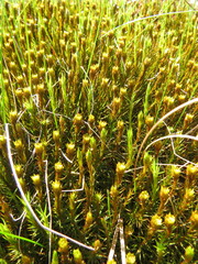 Polytrichum commune