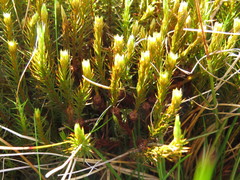 Polytrichum commune