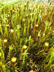 Polytrichum commune