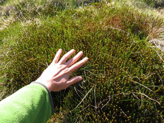 Polytrichum commune