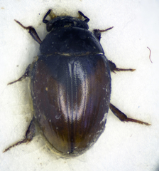 Cercyon melanocephalus