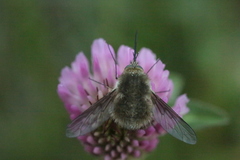 Bombylius cinerascens