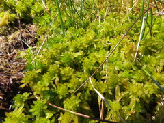Sphagnum
