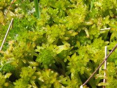 Sphagnum