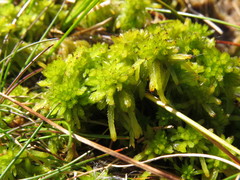 Sphagnum