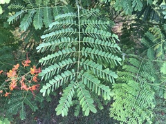 Caesalpinia pulcherrima
