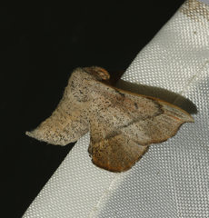 Cicinnus melsheimeri