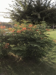 Caesalpinia pulcherrima