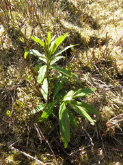 Asteraceae