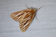 Sabulodes niveostriata