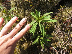 Asteraceae