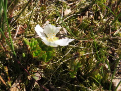 Rubus chamaemorus
