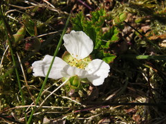 Rubus chamaemorus