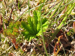 Rubus chamaemorus