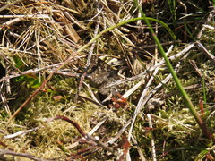 Ematurga atomaria