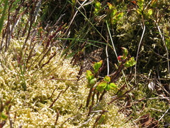 Ematurga atomaria