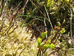 Ematurga atomaria