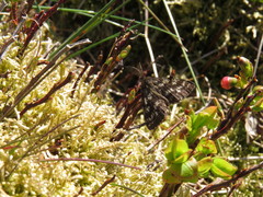 Ematurga atomaria