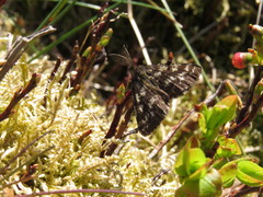 Ematurga atomaria