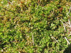 Magnoliopsida
