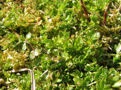 Magnoliopsida