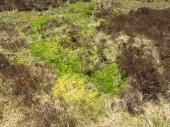 Sphagnum