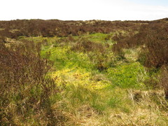Sphagnum