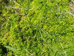 Sphagnum