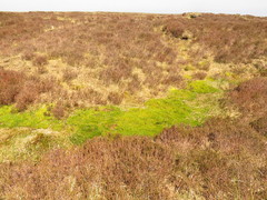 Sphagnum