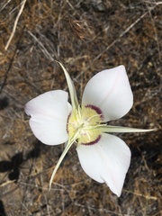 Calochortus macrocarpus maculosus