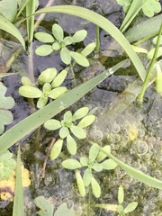 Callitriche lechleri